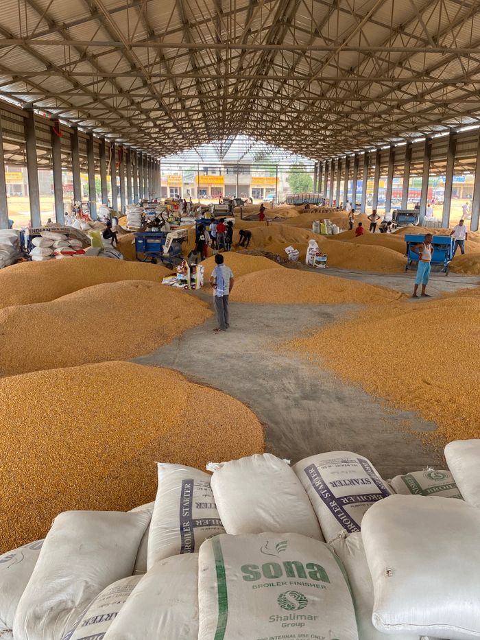 Large warehouse filled with corn grain, workers sorting and packaging.